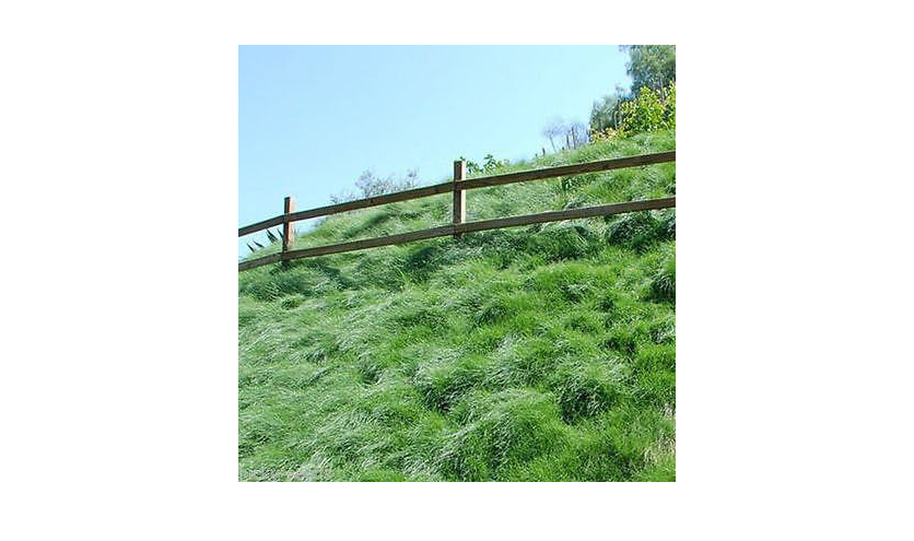  Creeping Red Fescue Grass Seed (Festuca rubra) 10 Lbs. Bag