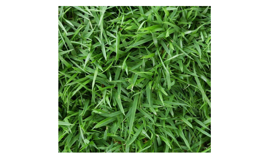  Zenith Zoysia Grass Seeds, 1/8lb